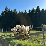 Auf Der Alm Venkovský dům Langschlag (Grafenschlag)
