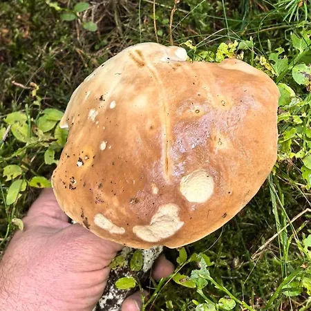 Auf Der Alm Landsted