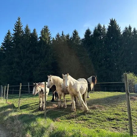 Auf Der Alm Gospodarstwo wiejskie Langschlag (Grafenschlag)