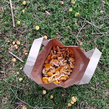 Auf Der Alm Langschlag (Grafenschlag)