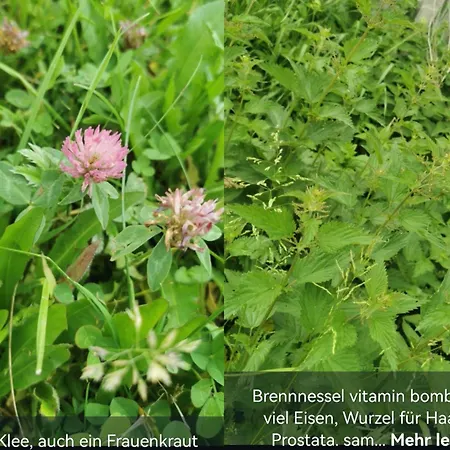 Auf Der Alm Landsted Langschlag (Grafenschlag)