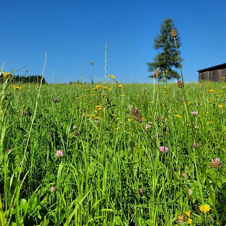 Auf Der Alm Gospodarstwo wiejskie Langschlag (Grafenschlag)