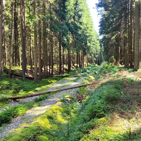 Auf Der Alm *