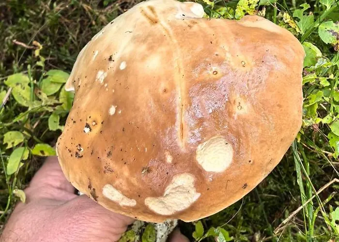 Auf Der Alm Venkovský dům