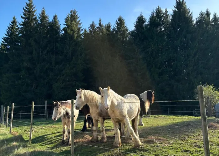 Auf Der Alm Casa di campagna Langschlag (Grafenschlag)