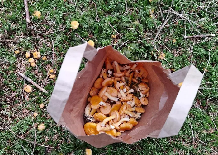 Auf Der Alm Langschlag (Grafenschlag)