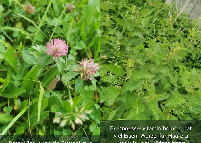 Auf Der Alm Casa di campagna Langschlag (Grafenschlag)