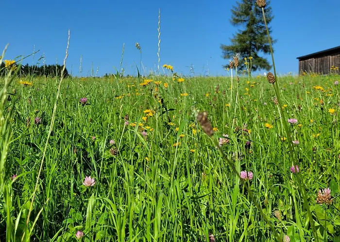 Auf Der Alm Venkovský dům Langschlag (Grafenschlag)